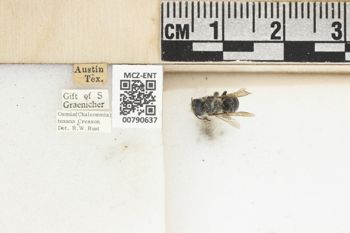 Media type: image;   Entomology 790637 Aspect: Labels